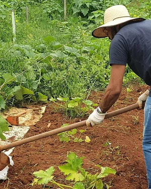 Horta Comunitária do Guará 8