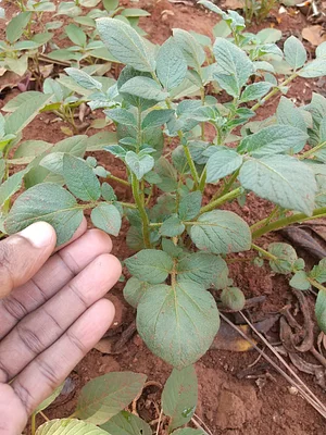 This is organic potatoes in my small garden