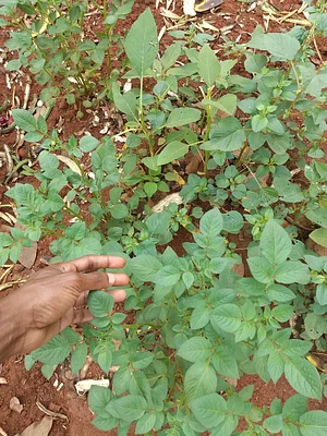 This is organic potatoes with Amaranth golden giant
