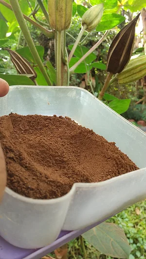 This is okra powder but i also call it okra coffee because it's taste more than ordinary coffee beans
