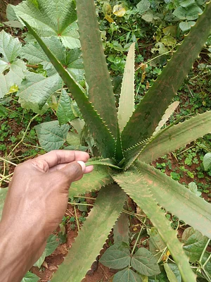 Aloe Vera