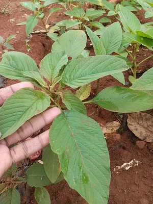 Amaranth golden giant and Amaranths retroflexus