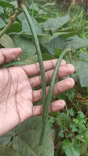 I like growing wild green beans because give lot of results