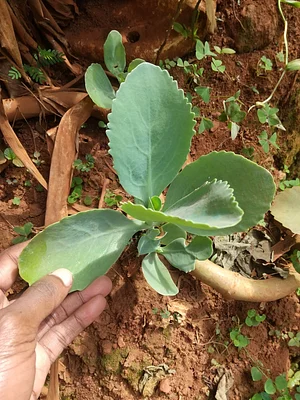 Kalanchoe Brasiliensis is a good herbal medicine in all season