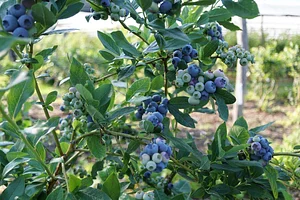 Brachland Bio Beeren & Obst 5