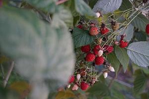 Brachland Bio Beeren & Obst